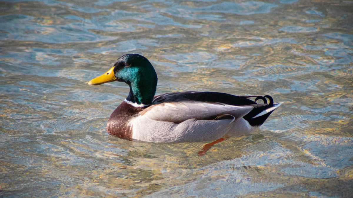 Scoprire Verbania con i Bambini: Avventure sul Lago Maggiore