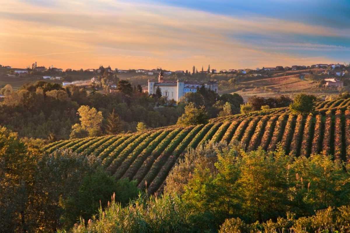 Degustazione di vini nelle colline del Moscato, con vigneti e vista panoramica
